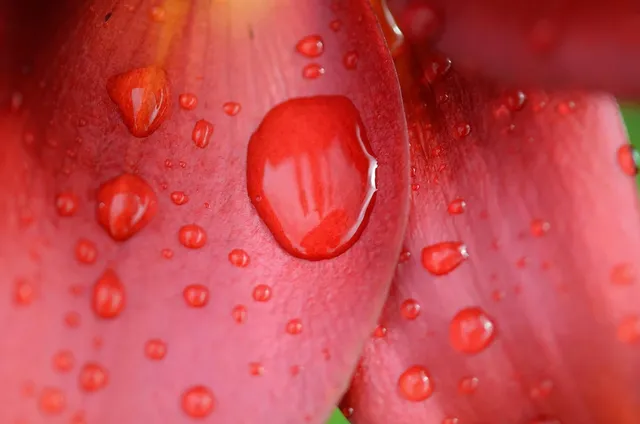 878458-red-leaves-wallpaper